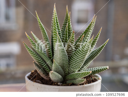 Haworthia limifolia (Spider White) with green base, and a unique pattern of white in ceramic pot. 109527696