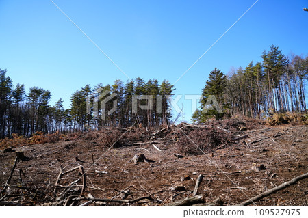 Deforestation logging development 109527975