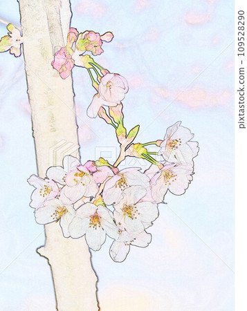 Illustration watercolor style Somei Yoshino 22 109528290