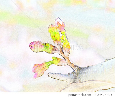 插畫水彩風格吉野櫻花樹 25 109528293
