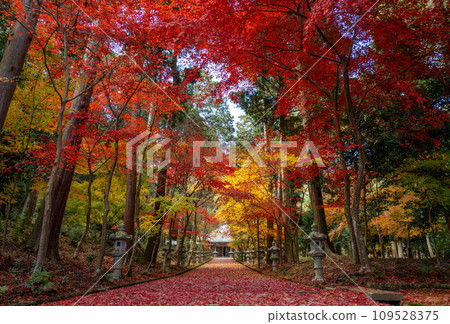 Autumn leaves carpet (horizontal composition) Autumn leaves carpet (horizontal composition) 109528375