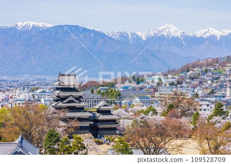 日本名城百選、國寶松本城的櫻花、天守閣和北阿爾卑斯山脈 109528709