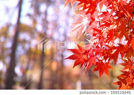秋天的圖像Momiji 秋天的圖像Momiji 109528846