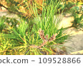 pine tree stamens 109528866
