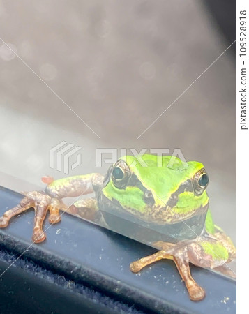 Tree frog peeking out Tree frog peeking out 109528918