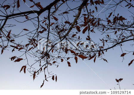 樹枝伸向天空,冬天的樹,樹的輪廓 樹枝伸向天空,冬天的樹,樹的輪廓 109529714