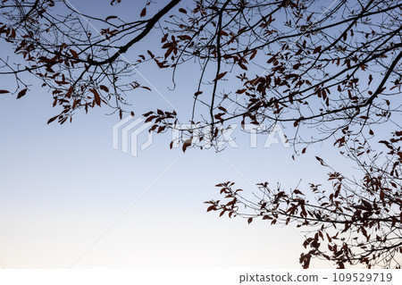 樹枝伸向天空，冬天的樹，樹的輪廓 109529719