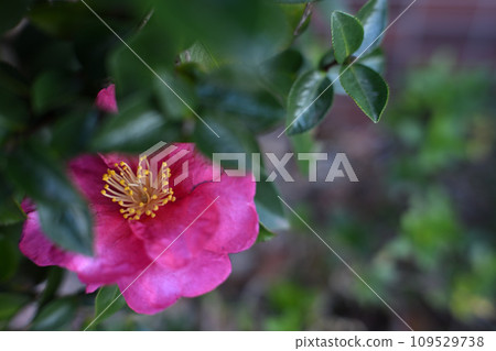 Red sasanqua flowers blooming behind the fence Red sasanqua flowers blooming behind the fence 109529738