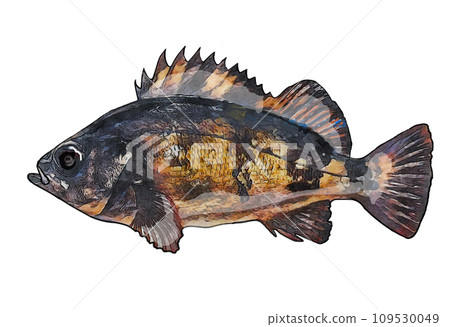 黑石斑魚 109530049