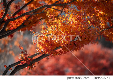 Red leaves foliage in Japan during the Momiji autumn season Red leaves foliage in Japan during the Momiji autumn season 109530737