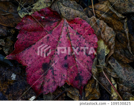 Autumn ivy leaves turning red 109530825