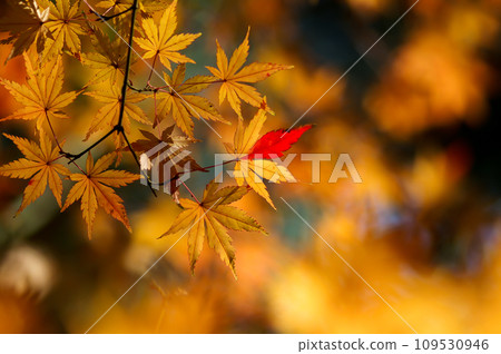 Autumn leaves Autumn leaves 109530946