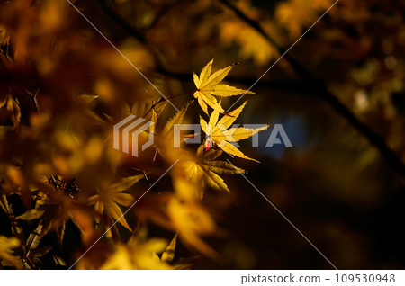 Autumn leaves Autumn leaves 109530948