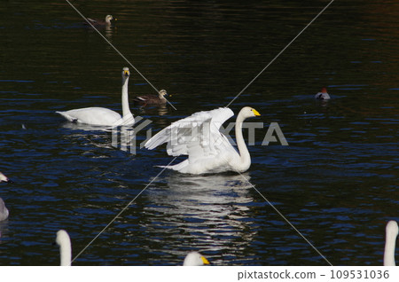 Swans overwintering in the land Swans overwintering in the land 109531036