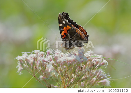 蝴蝶聚集在富士袴/赤羽 109531130