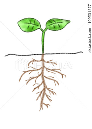 新鮮的綠色根 109531277