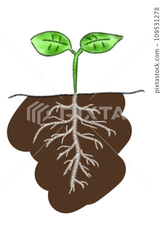 新鮮的綠色根 109531278