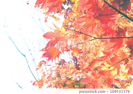 Sapporo October autumn landscape: A branch with red, orange, and yellow leaves shining in the sunlight Sapporo October autumn landscape: A branch with red, orange, and yellow leaves shining in the sunlight 109531376