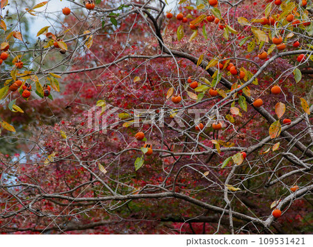 莢蓮屬植物的秋天葉子 莢蓮屬植物的秋天葉子 109531421