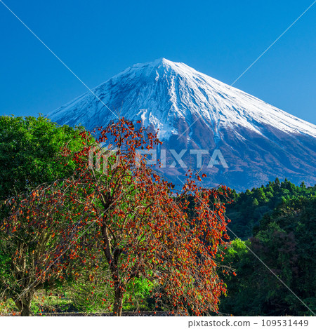 從富士宮看到的富士山和柿子 從富士宮看到的富士山和柿子 109531449
