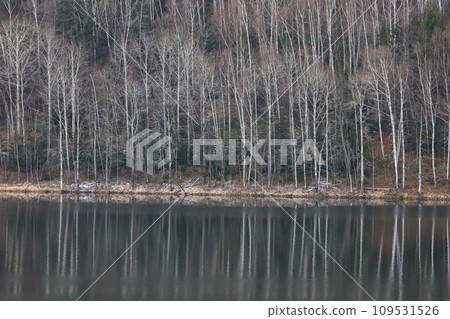 深秋，初冬，湖邊的白樺林倒映在湖上 109531526