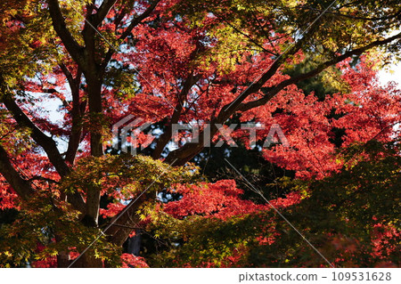 鮮紅的秋葉 109531628