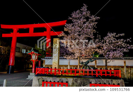 Fushimi Inari cherry blossoms illuminated 109531766