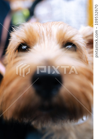 Norfolk Terrier face close-up photo Norfolk Terrier face close-up photo 109532670