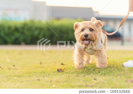 Norfolk Terrier walking 109532688