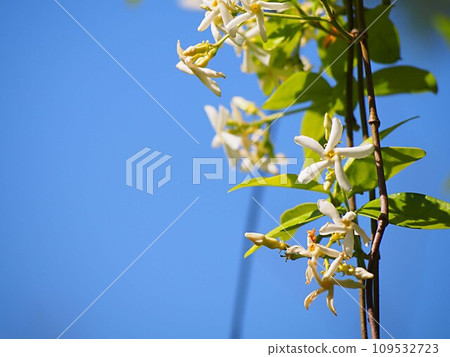 藍天和綠色花 藍天和綠色花 109532723
