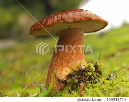 雨中木草的生態照片 雨中木草的生態照片 109532724