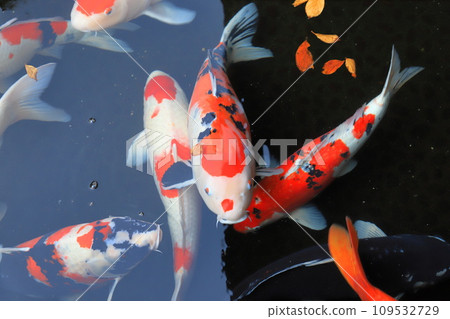 A wonderful Nishiki-koi 109532729