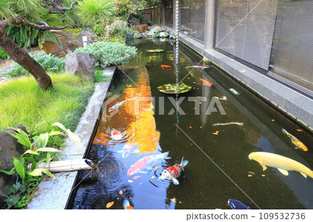 美妙的錦鯉 109532736