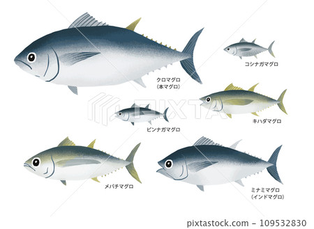 鮪魚的種類 109532830