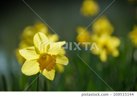 Yellow daffodil of Horikawa Yellow daffodil of Horikawa 109533144