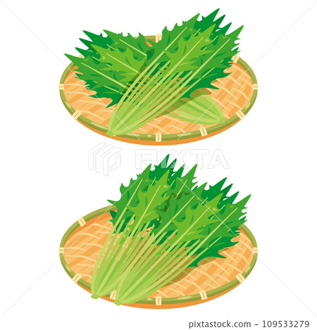 Mizuna set in a colander 109533279