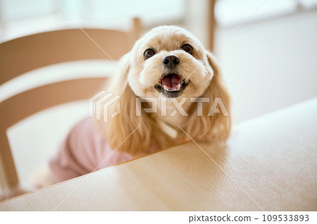 狗狗坐在餐桌旁 狗狗坐在餐桌旁 109533893