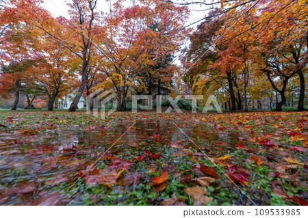 Hokkaido Japan Fukuhara Sanso Tokachi Autumn leaves Autumn Colorful maple Japanese garden 109533985