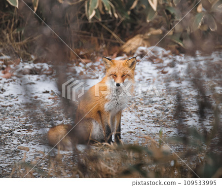 Nature of Hokkaido Nature of Hokkaido 109533995