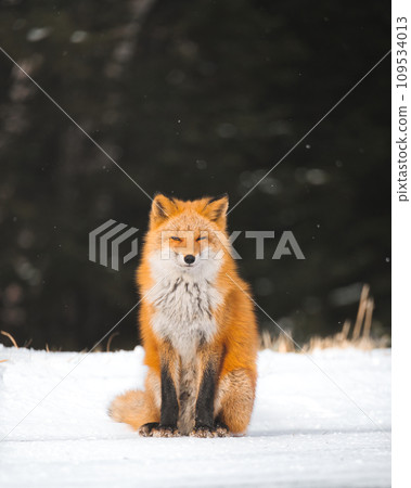 Nature of Hokkaido　 109534013