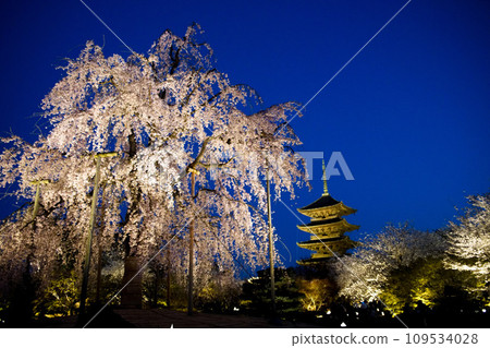 Cherry blossoms of Toji Temple 109534028