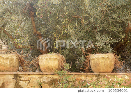 Coast of the Costa Brava. Catalonia. Old village in Spain. Charming old streets. Typical village with beautiful stone houses. Olive tree ripening in the garden 109534091