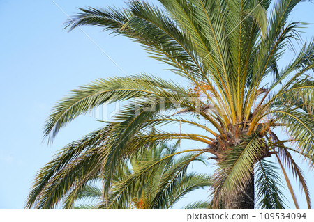 Green leaves and fruits of the date palm. Palm tree background. Jungle objects set. 109534094