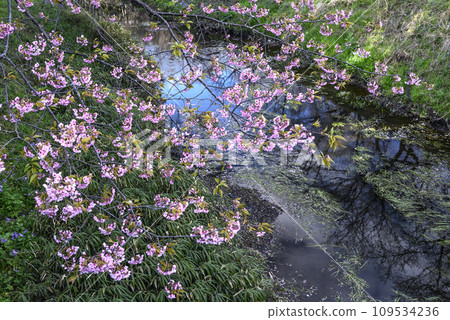 Pink cherry blossoms blooming in the stream Pink cherry blossoms blooming in the stream 109534236
