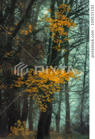 Beautiful mystical forest in fog in autumn. Colorful landscape with enchanted trees with orange and red leaves. Fall colors. Nature background Beautiful mystical forest in fog in autumn. Colorful landscape with enchanted trees with orange and red leaves. Fall colors. Nature background 109535192