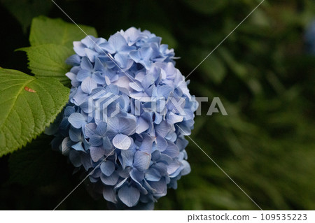 鎌倉明月院盛開的繡球花,生氣勃勃 鎌倉明月院盛開的繡球花,生氣勃勃 109535223