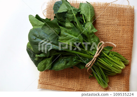 菠菜收穫 菠菜收穫 109535224