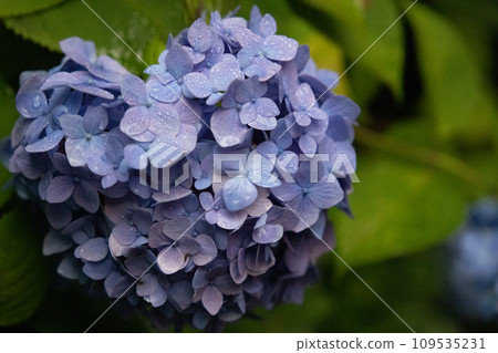 Vibrant hydrangeas blooming at Meigetsu-in Temple in Kamakura Vibrant hydrangeas blooming at Meigetsu-in Temple in Kamakura 109535231