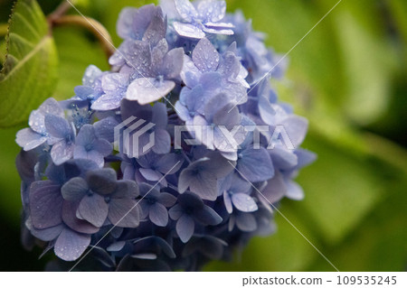 Vibrant hydrangeas blooming at Meigetsu-in Temple in Kamakura 109535245