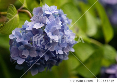 Vibrant hydrangeas blooming at Meigetsu-in Temple in Kamakura 109535246